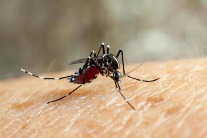 O que é e Como Tratar a Malária